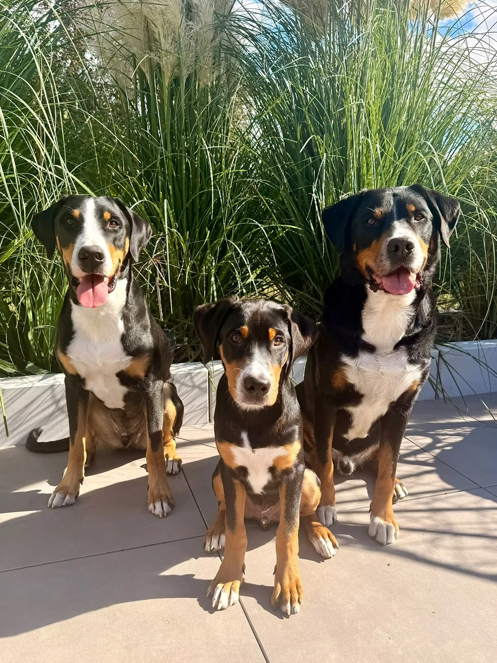 Die drei Hunde Dexter, Emil und Keks sitzen nebeneinander auf einer Terrasse vor hohem Pampasgras